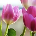Fiore che non appassisce
